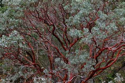 Using California Native Plants: 6 Reasons Why