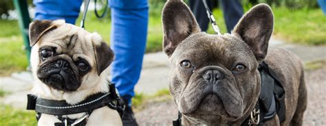 pug and french bulldog walking together