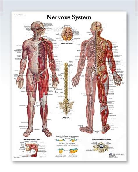 Nervous System Chart 20x26 Human Nervous System Nervous System