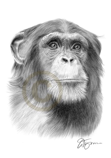 Cute Monkey Pencil Drawing