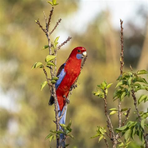 Native plants to attract wildlife - Australian Native Plants Society