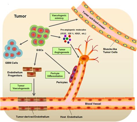 Frontiers Glioblastoma Stem Like Cells Characteristics