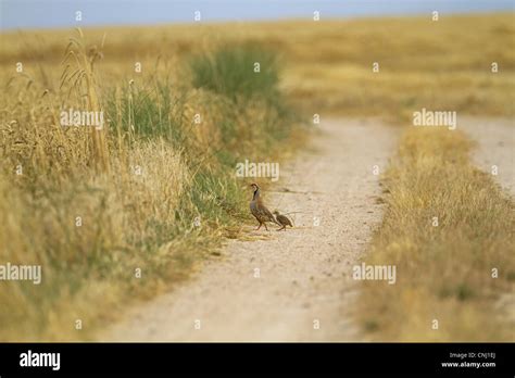 Red Legged Partridge Alectoris Rufa Adult With Chicks Walking On