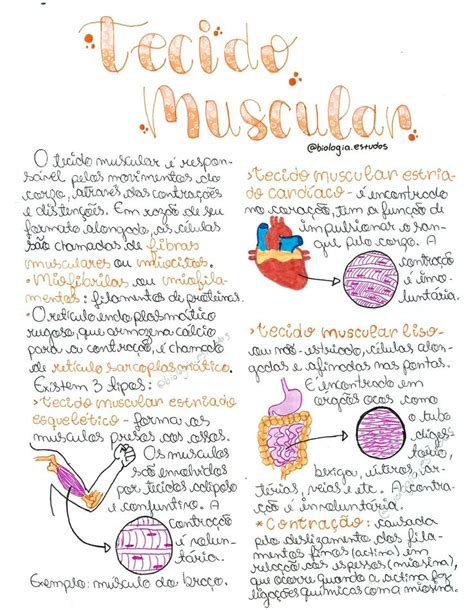 Resumo Tecido Muscular Tecido Muscular Tecidos Do Corpo Humano Muscular