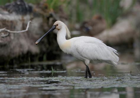 Spoonbill - Bird Aware Solent