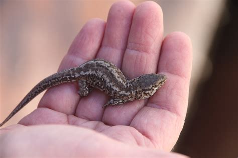 island night lizard channel islands restoration