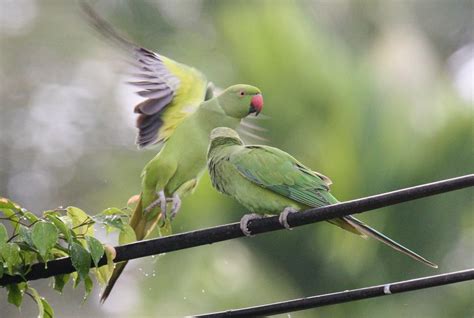 Rose Ringed Parakeet Talangama Sri Lanka Isuru Gunasekera Flickr