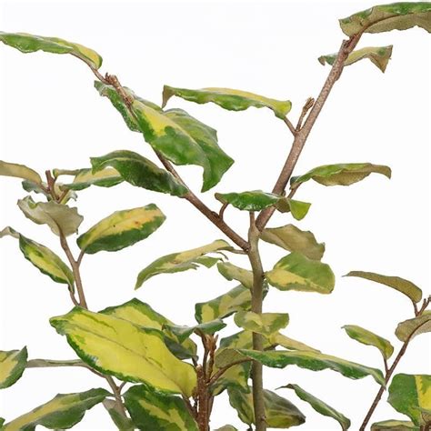 Elaeagnus X Ebbingei Coastal Gold Litres Coastal Tates