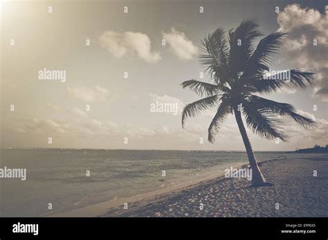 Retro Palm Tree with Beach and Sand Stock Photo - Alamy