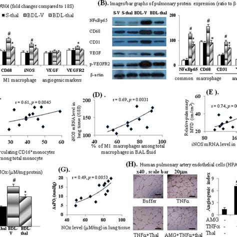 Effects Of Thalidomide On Cirrhotic Lungs A B MRNA Protein