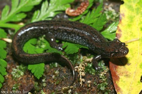 Northern Dusky Salamander Desmognathus Fuscus August 2011 Flickr