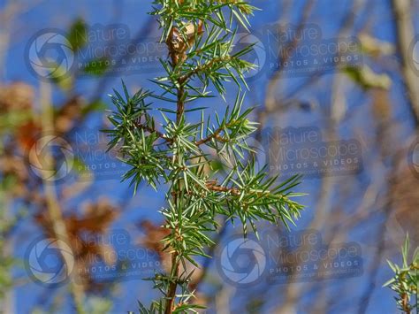 Juniperus Communis Common Juniper Leaf Leaf Juniperus Communis