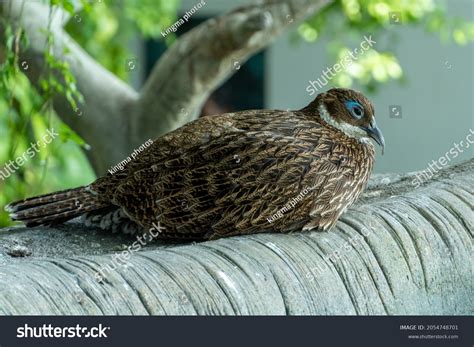 Female Himalayan Monal Lophophorus Impejanus Known Stock Photo ...