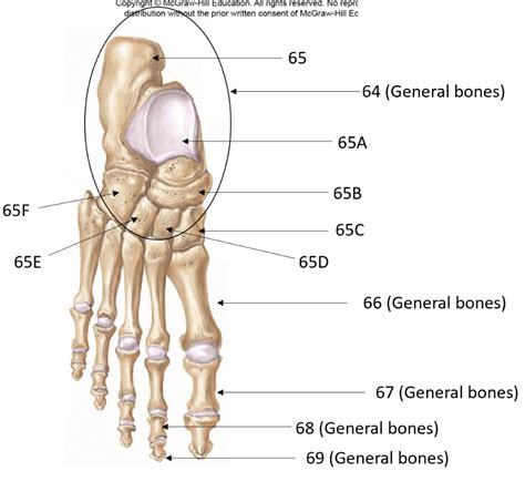 foot bones Diagram | Quizlet