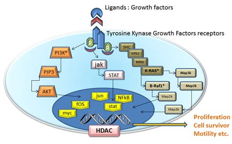 Schematic Of Pathway Inhibition By Targeted Agents And Their Effects On