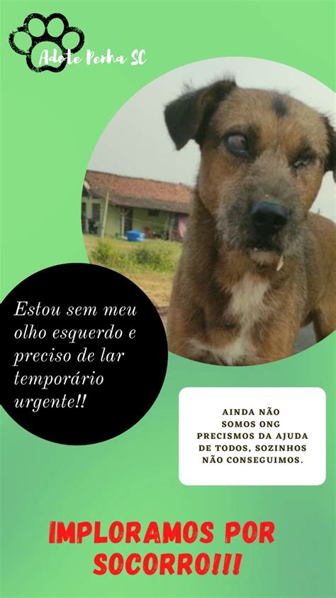 Urgente Grupo De Resgates De Animais Precisa De Ajuda Urgente Com