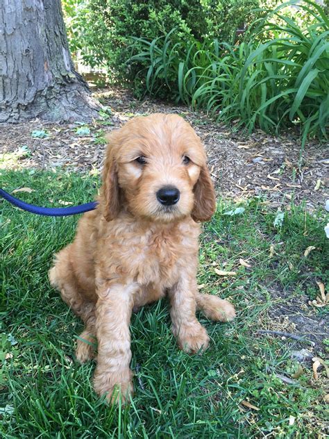 Golden Doodle Puppy 8 Weeks Puppies Doodle Puppy Goldendoodle Puppy