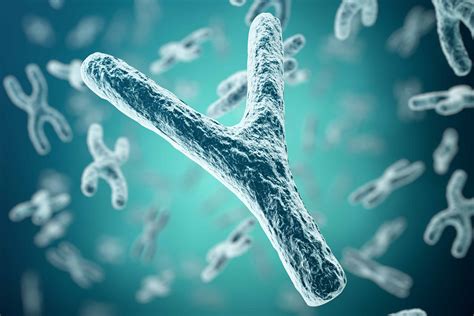 Scientists Finally Sequence The Y Chromosome For The First Time