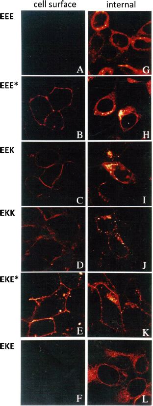 Subcellular Distribution Of Wild Type E319k And E319k Mutants As