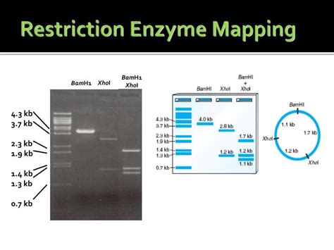 Restriction Enzyme Mapping