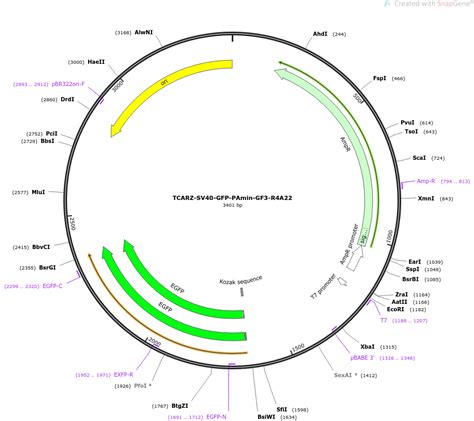 Addgene Tcarz Sv Gfp Pamin Gf R A