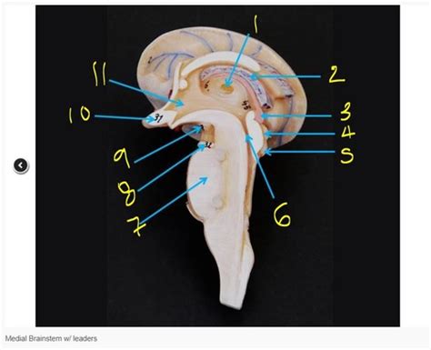 Medial Brainstem Flashcards Quizlet