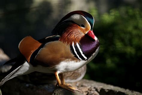 Free Images Nature Rock Male Wildlife Portrait Beak Colorful