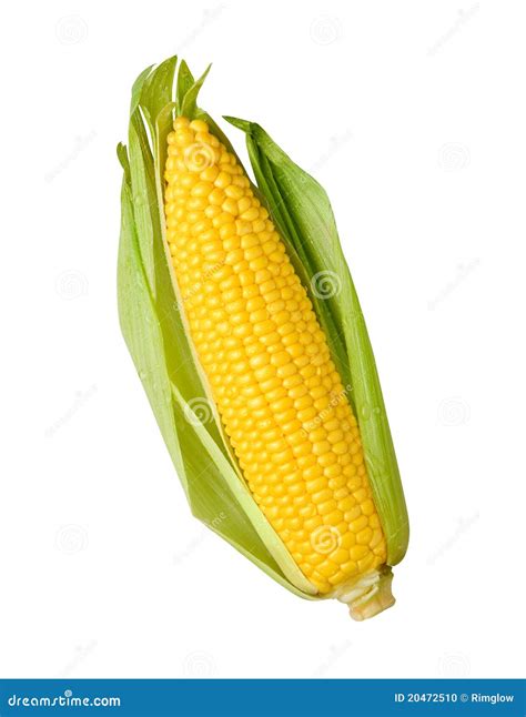 Ear Of Corn Isolated Stock Photo - Image: 20472510