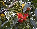 Castanospermum australe - Wikimedia Commons