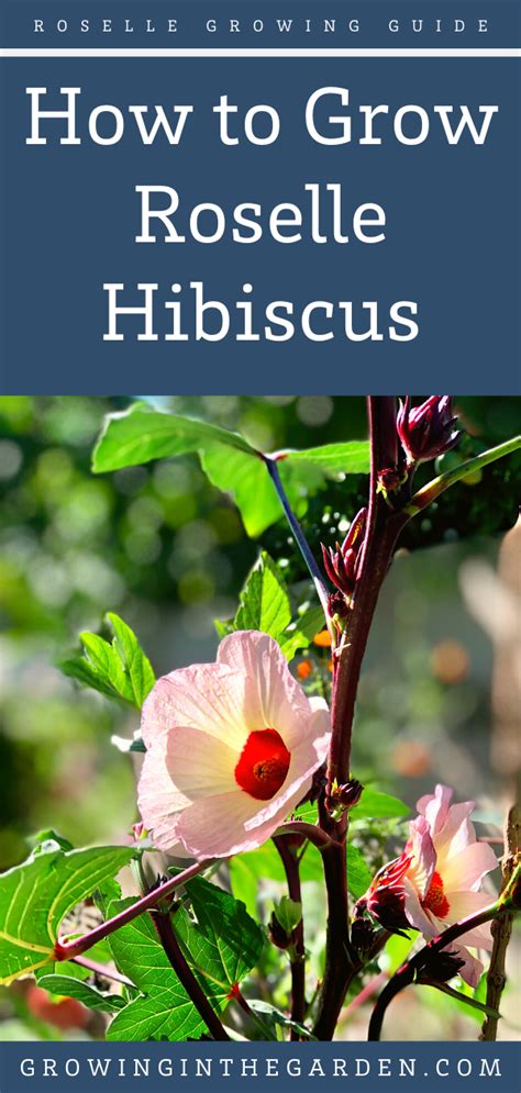 How To Grow Roselle Hibiscus Growing Jamaican Sorrel Growing In The