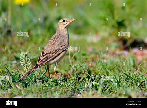 Tawny Pipit Anthus Campestris Crete Stock Photo Alamy