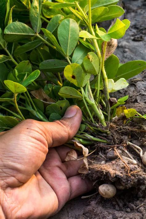 How To Grow Peanuts In Pots Containers Grow Nuts Anywhere