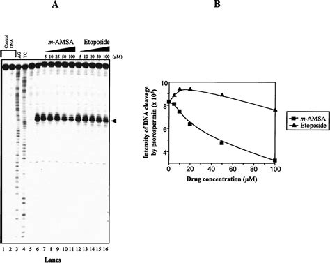 Topoisomerase Ii Mediated Site Directed Alkylation Of Dna By