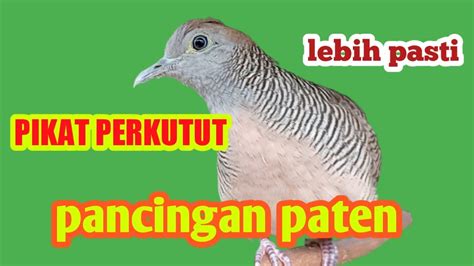 Pikat Perkutut Lokal Suara Super Pancingan Cepat Manggung Youtube