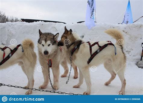 Sled Dogs Husky In A Sled For Sledding In Winter Editorial Stock Photo