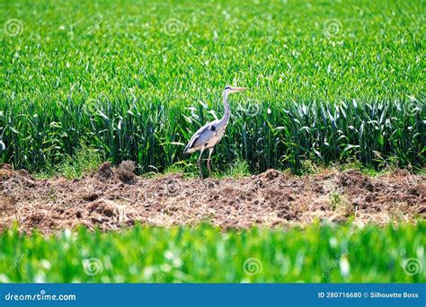 Heron In The Water Royalty Free Stock Photography CartoonDealer