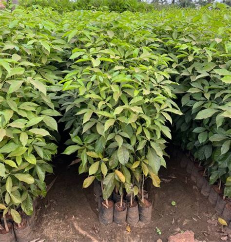 Tabebuia Rosea Plant At Rs Bags In East Godavari Greens Nursery