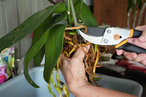 Orchidee während der Ruhephase pflegen Profi Tipps und mehr