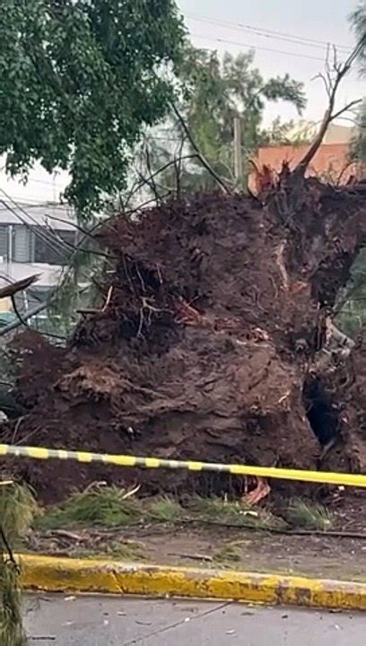 Adem S De Las Inudaciones La Tormenta Dej Varios Rboles Y Postes