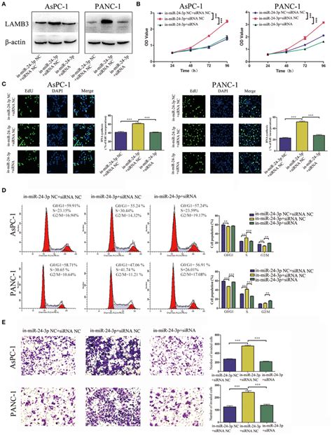 MiR 24 3p Inhibition Promotes Tumor Progression And Is Rescued By