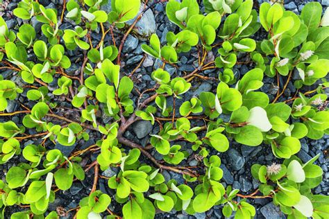 Dwarf Willow Salix Herbacea Plant New Life Growing In A Glacier Moraine Shoup Bay State