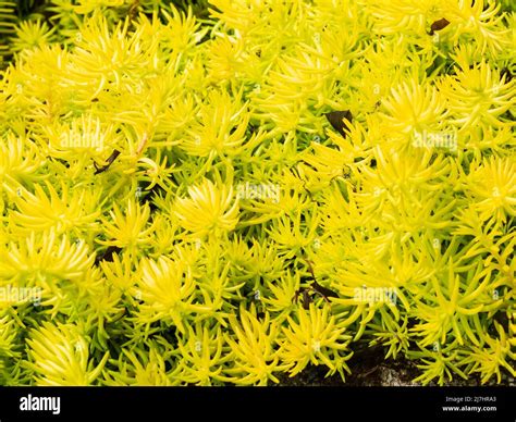 Spiky Rich Yellow Leaves Of The Hardy Carpeting Crooked Yellow