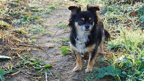 How Much Exercise Do Chihuahuas Need The Halo Pets