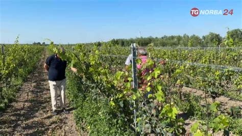 Stornara La Peronospora Ha Azzerato I Vigneti Della Zona Sud Del