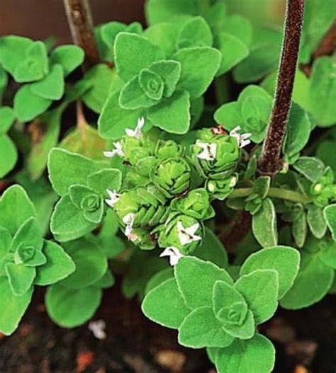 Oregano and Marjoram: Similarities and Differences - Best Landscape Ideas