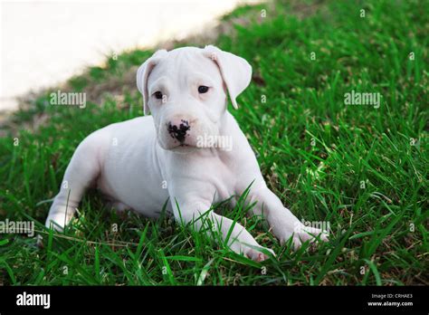 Dogo Argentino Argentine Mastiff Puppie Dog Stock Photo Alamy