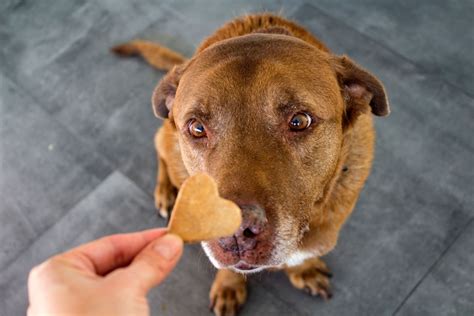 Gesunde Leckerlis für Hunde Was Dein Vierbeiner lieben wird