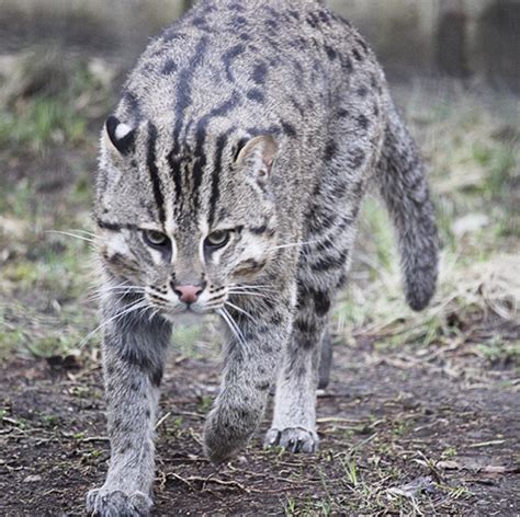 Binghamton Zoo welcomes two endangered Fishing Cats - Owego Pennysaver Press