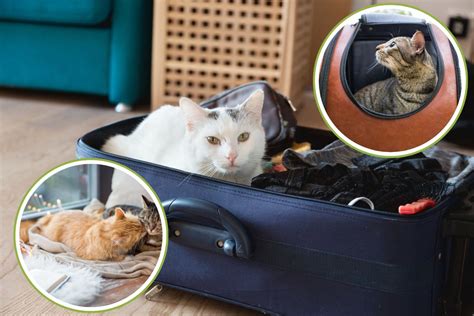 Que Faire De Son Chat Quand On Part En Vacances Avantages Et