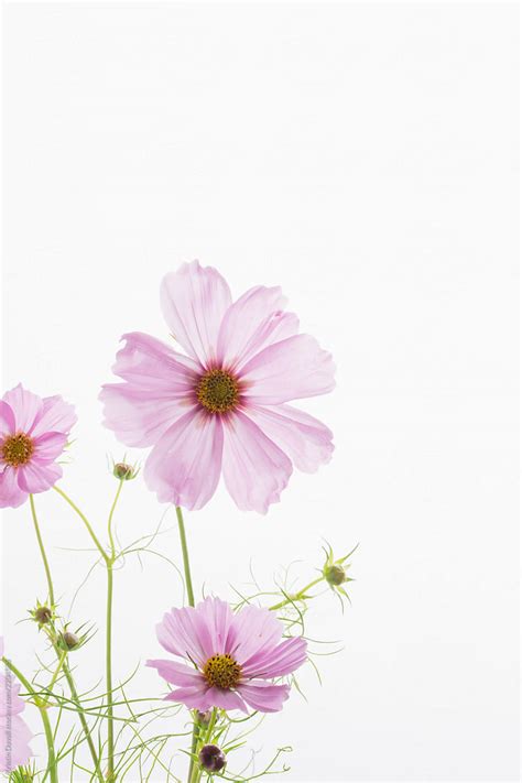 "Pink Cosmos Flowering Plant" by Stocksy Contributor "Kristin Duvall ...